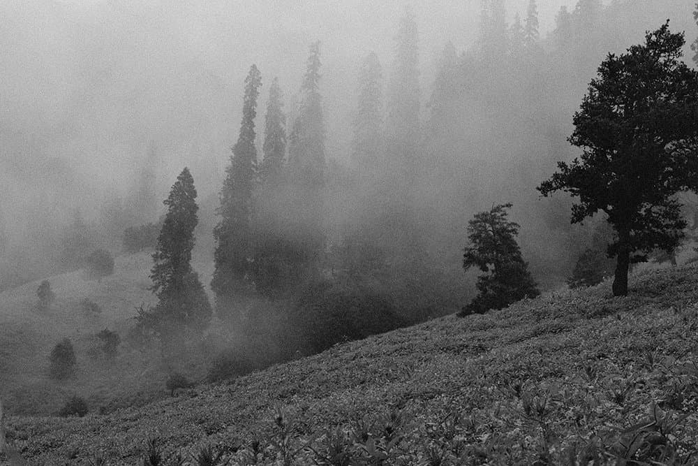Grain Effect - Image Left 1