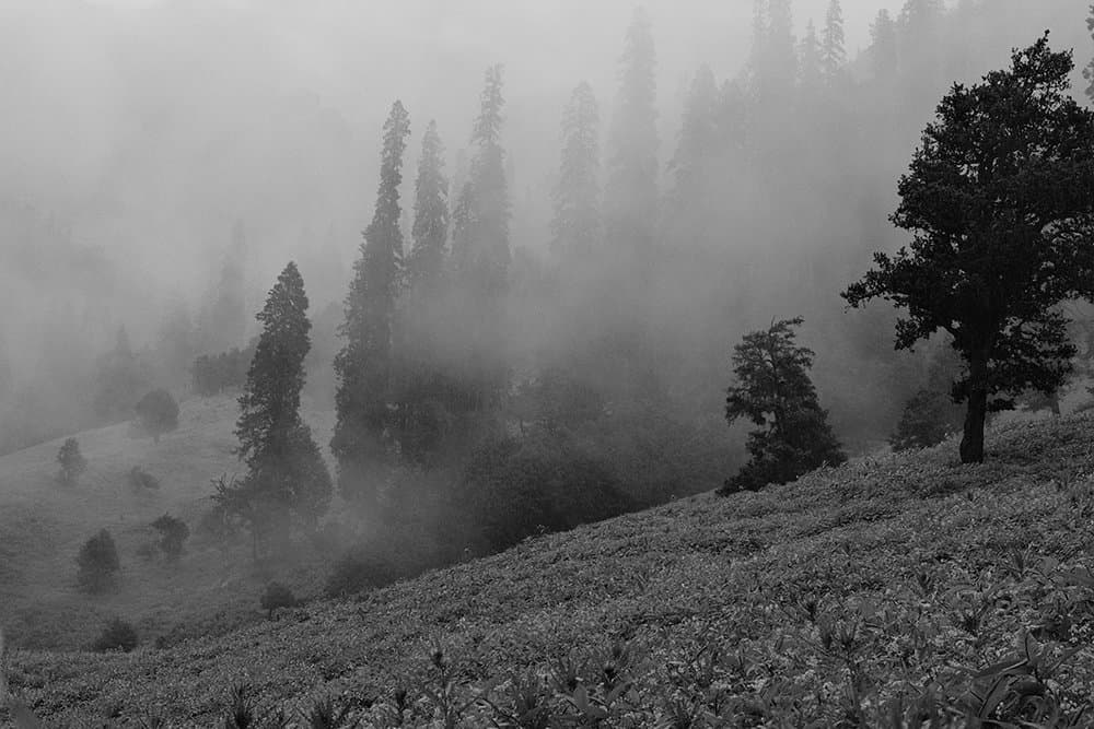 Grain Effect - Image Right 1
