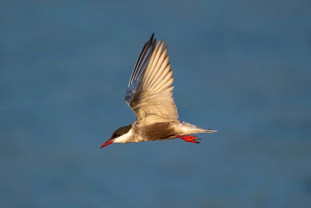 XF400mm_image_1-scaled